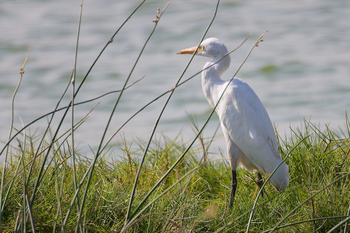 Western Cattle-Egret - ML645588467