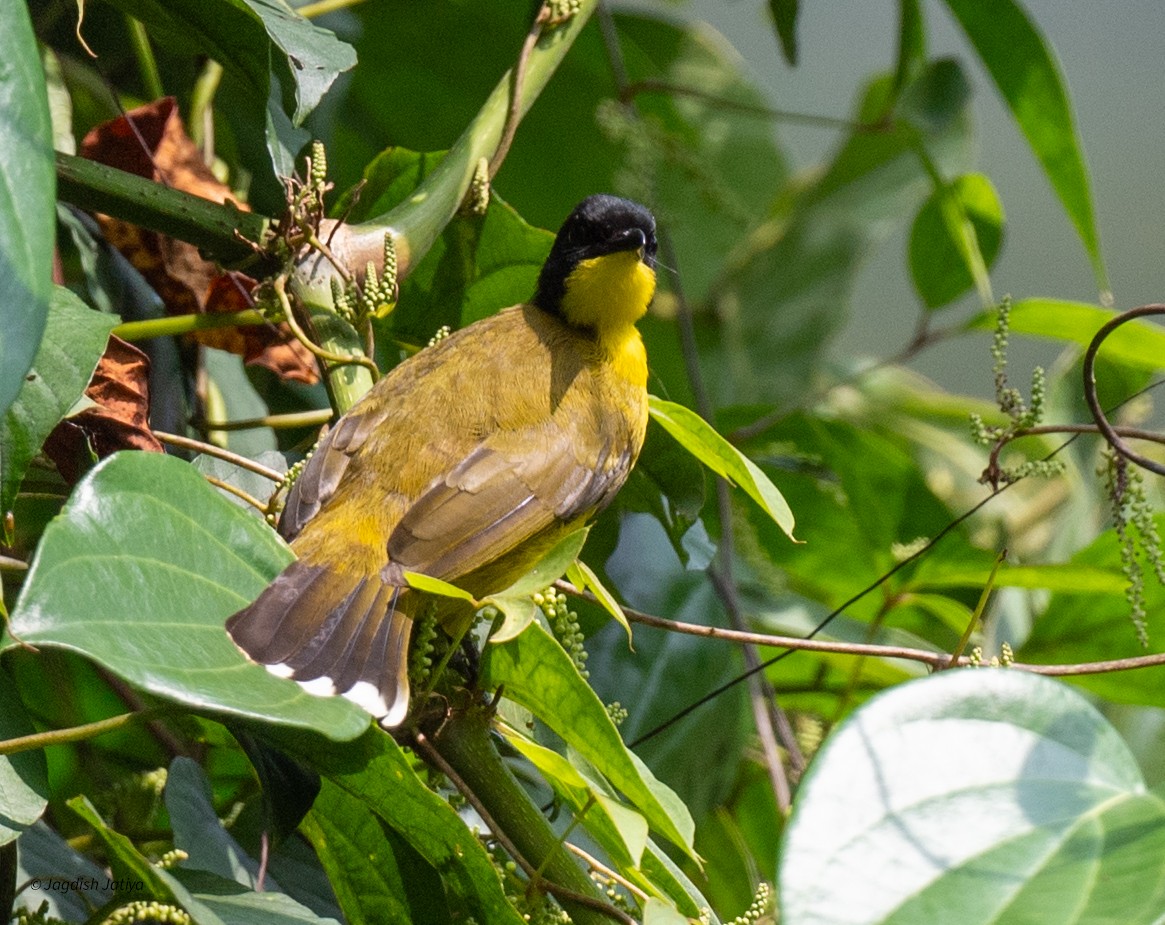 Black-capped Bulbul - ML645588468