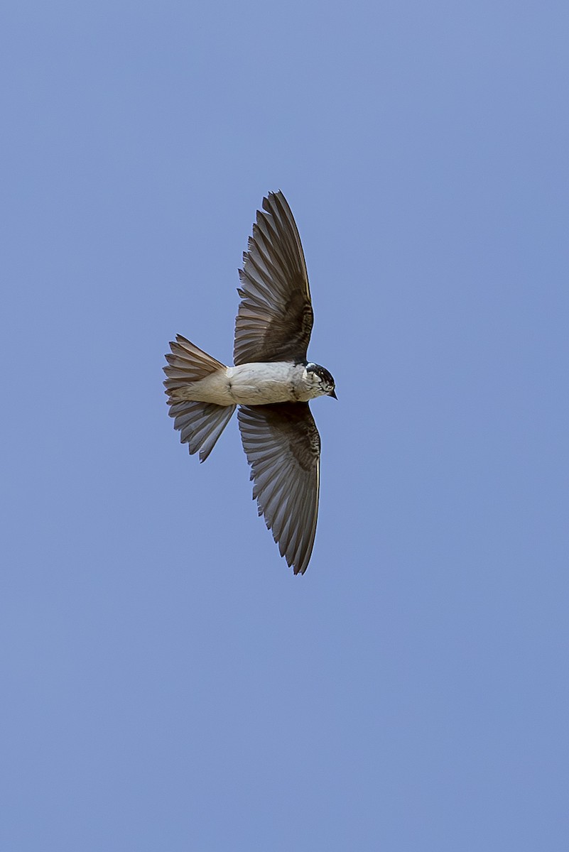 Tree Swallow - ML645588469