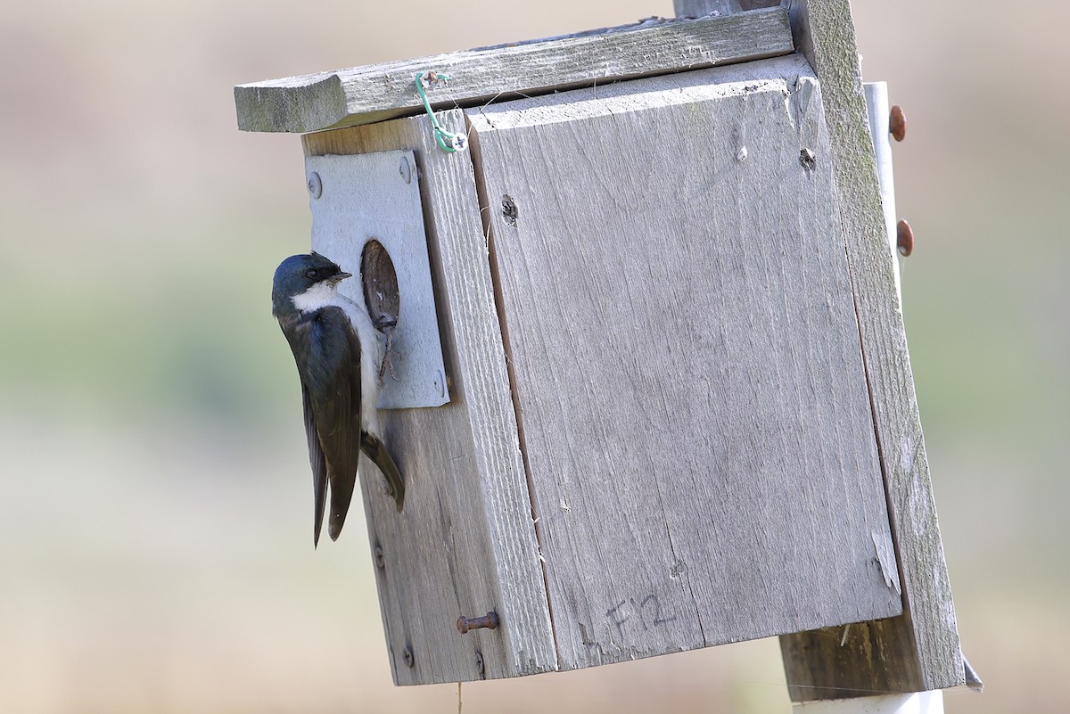 Tree Swallow - ML645588470