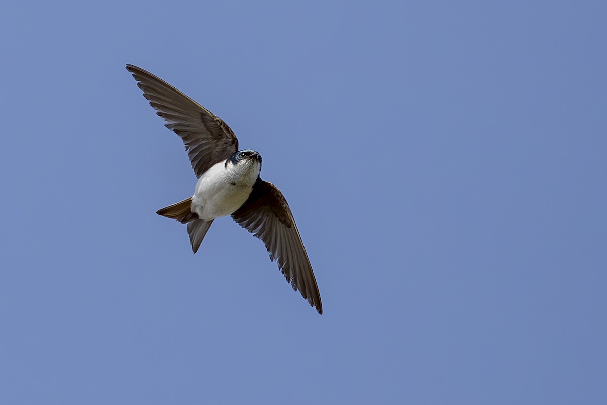 Tree Swallow - ML645588471