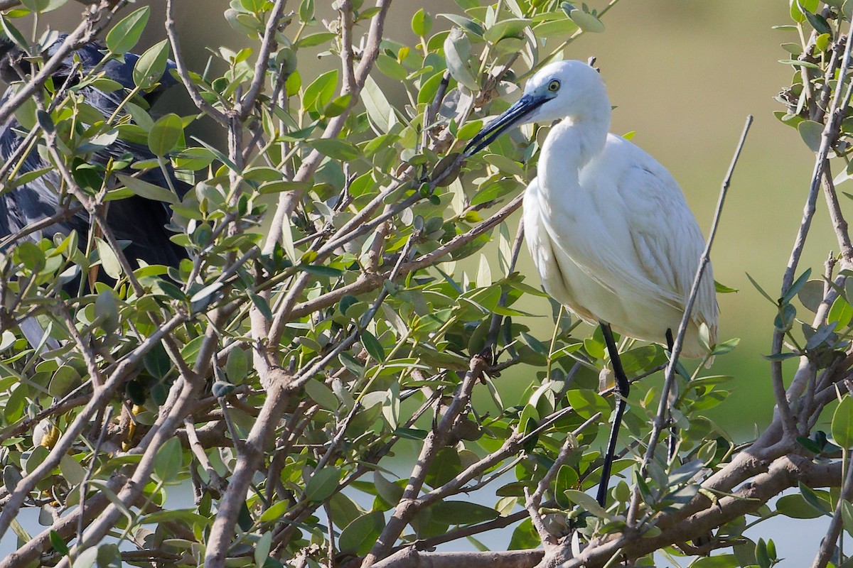 Western Reef-Heron - ML645588473