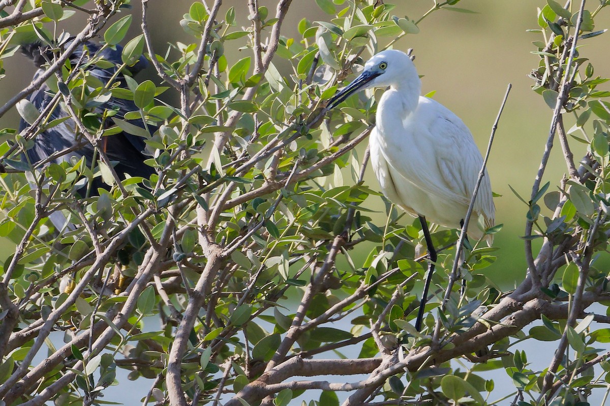 Western Reef-Heron - ML645588474