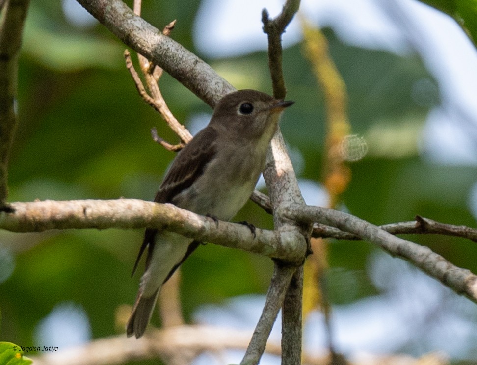 Asian Brown Flycatcher - ML645588475