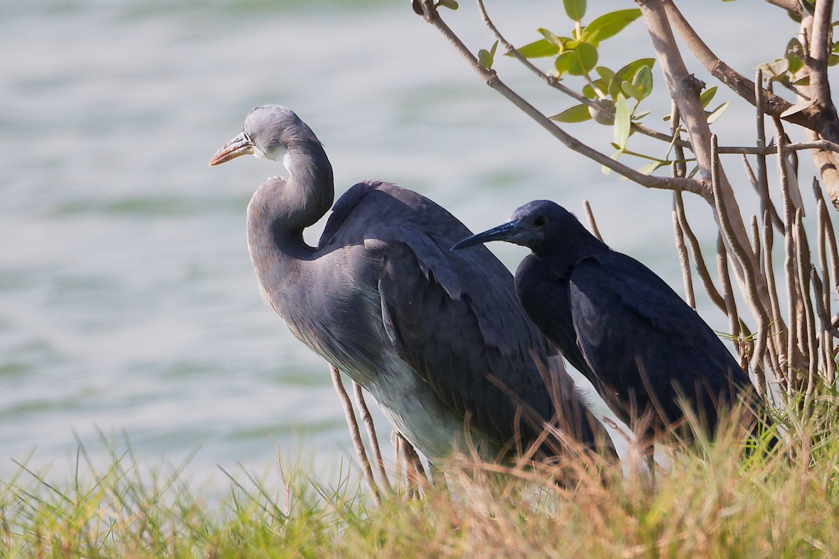 Western Reef-Heron - ML645588476