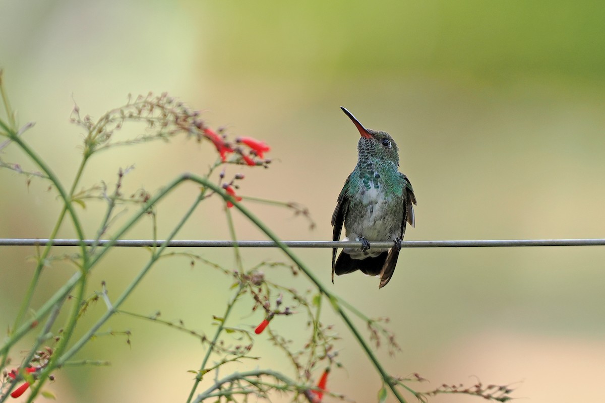 Glittering-throated Emerald - ML645588478