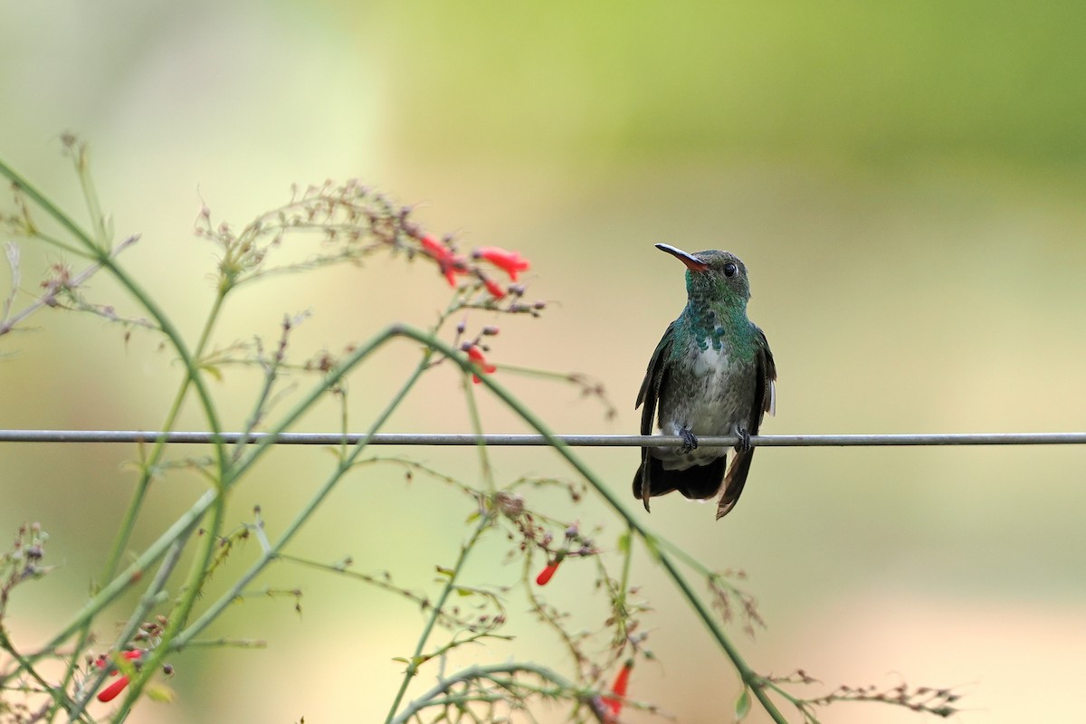 Glittering-throated Emerald - ML645588480