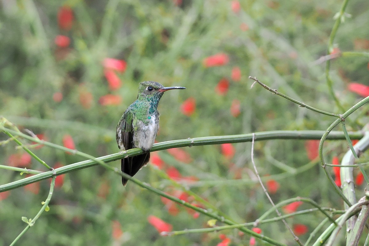 Glittering-throated Emerald - ML645588481