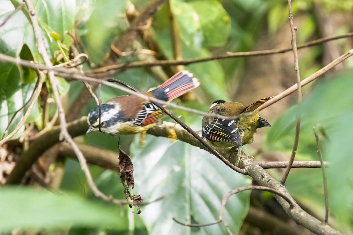 Red-tailed Minla - ML645588484