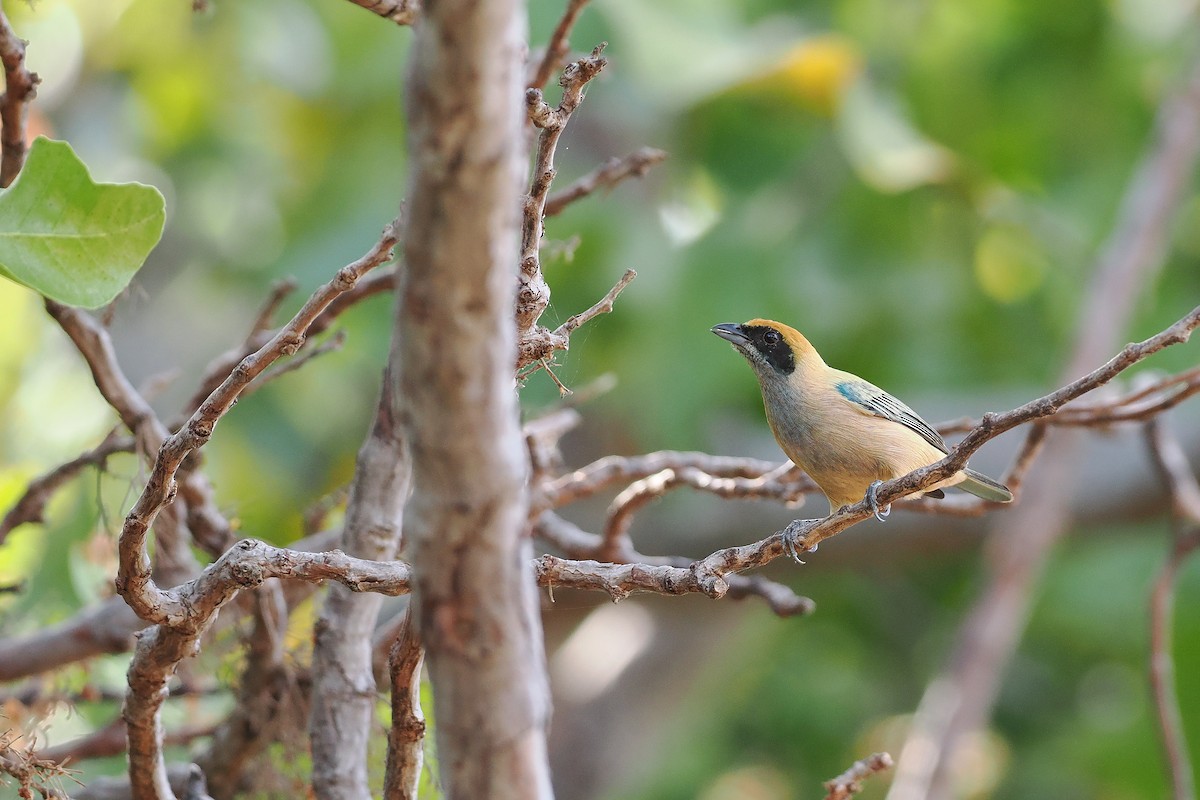 Burnished-buff Tanager - ML645588485