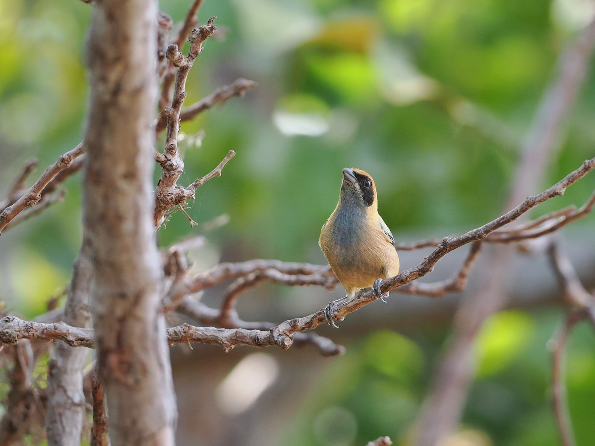 Burnished-buff Tanager - ML645588486
