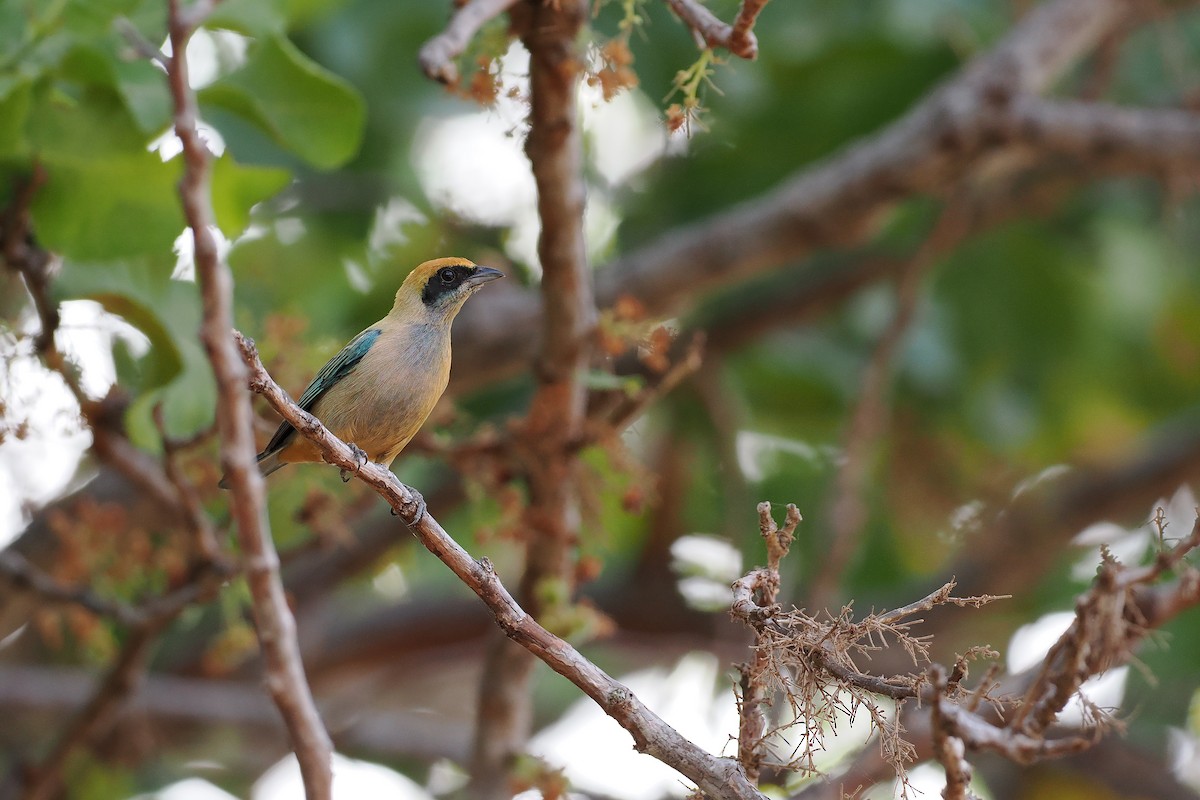 Burnished-buff Tanager - ML645588487