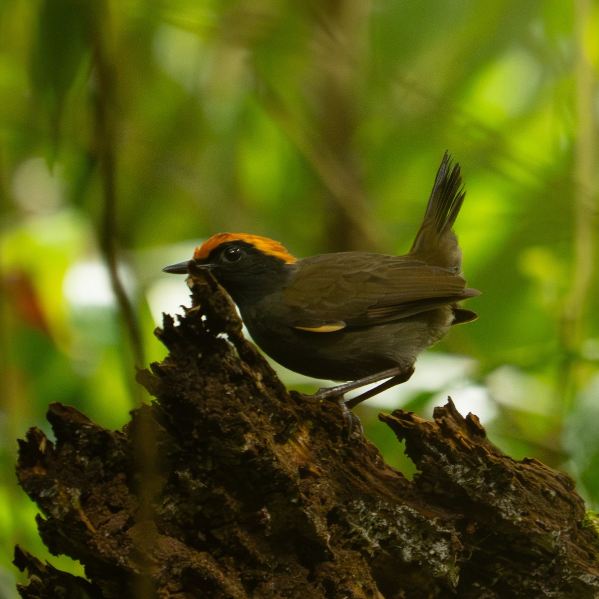 Rufous-capped Antthrush - ML645588488