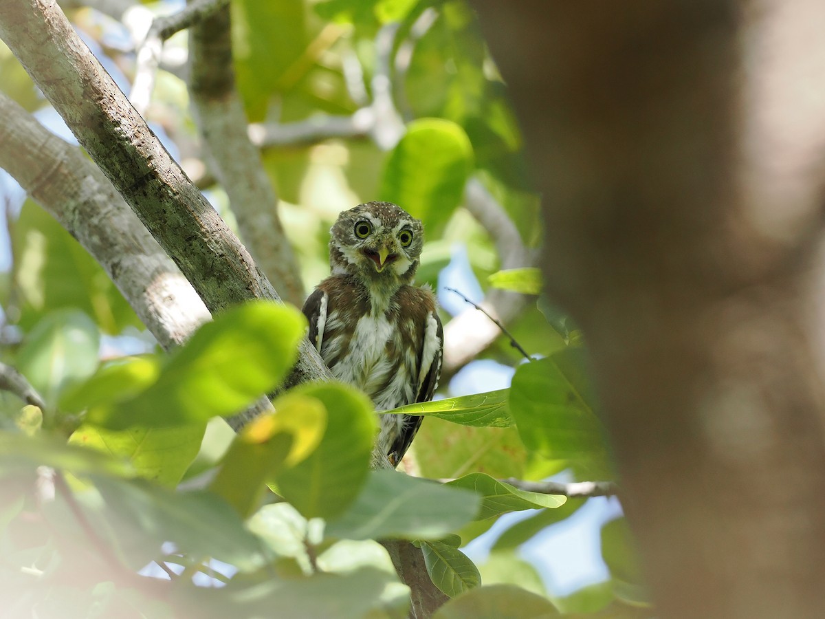 Ferruginous Pygmy-Owl - ML645588489