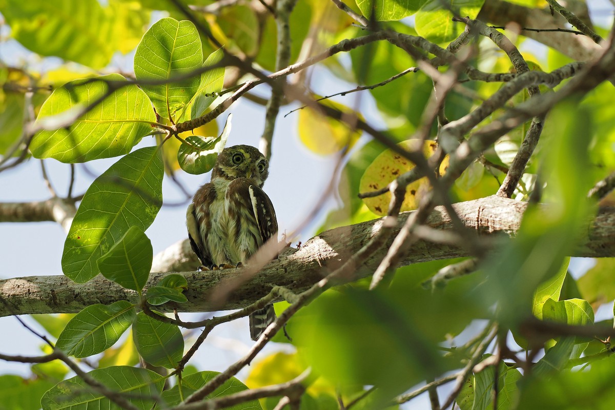 Ferruginous Pygmy-Owl - ML645588490