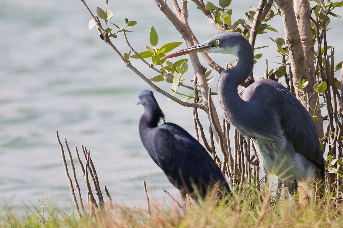 Western Reef-Heron - ML645588491