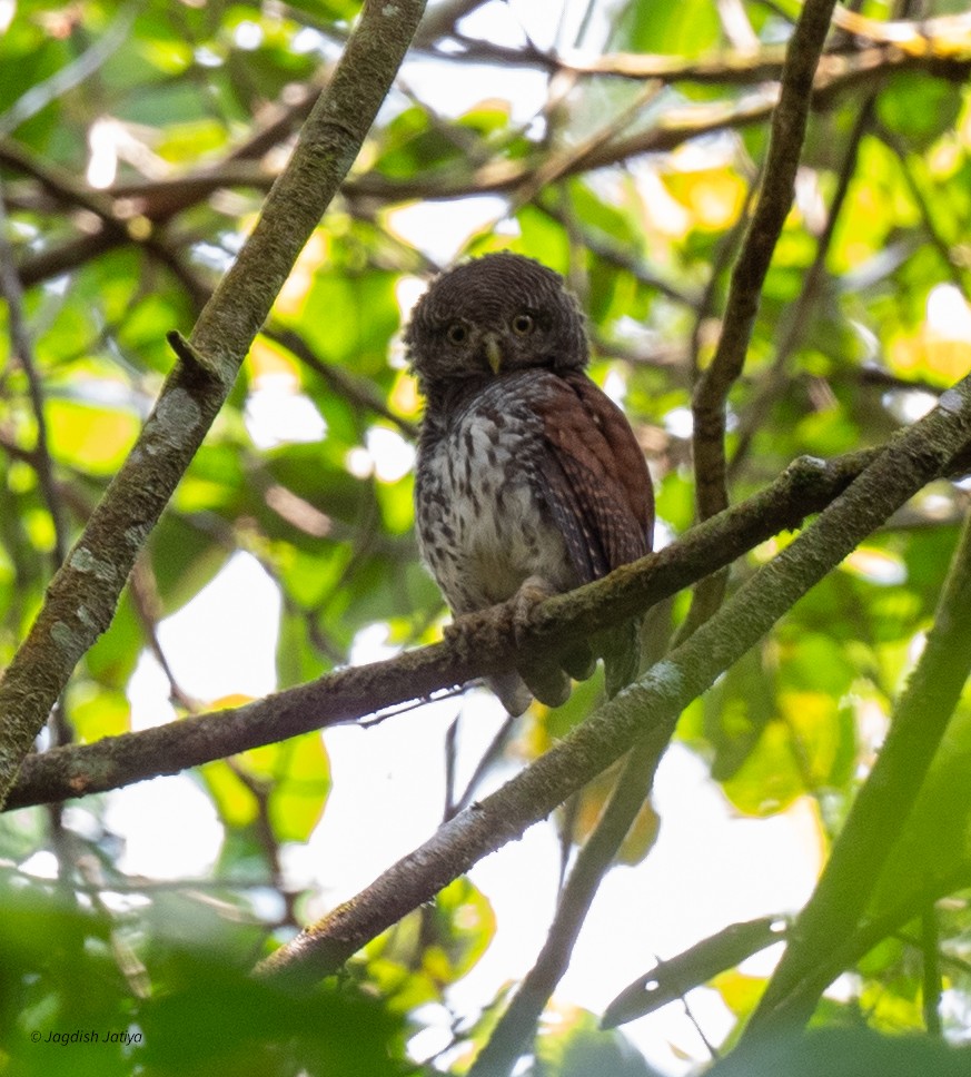 Chestnut-backed Owlet - ML645588494