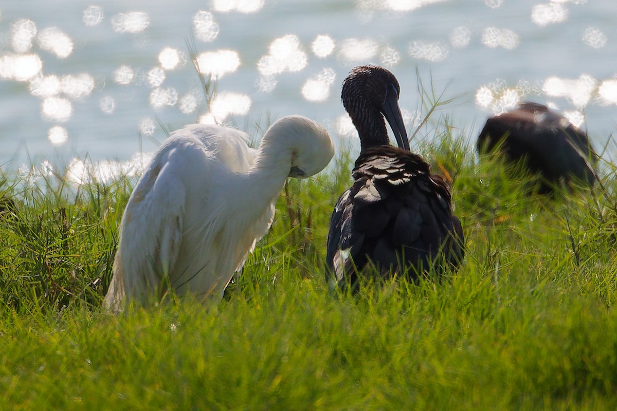 Eurasian Spoonbill - ML645588499