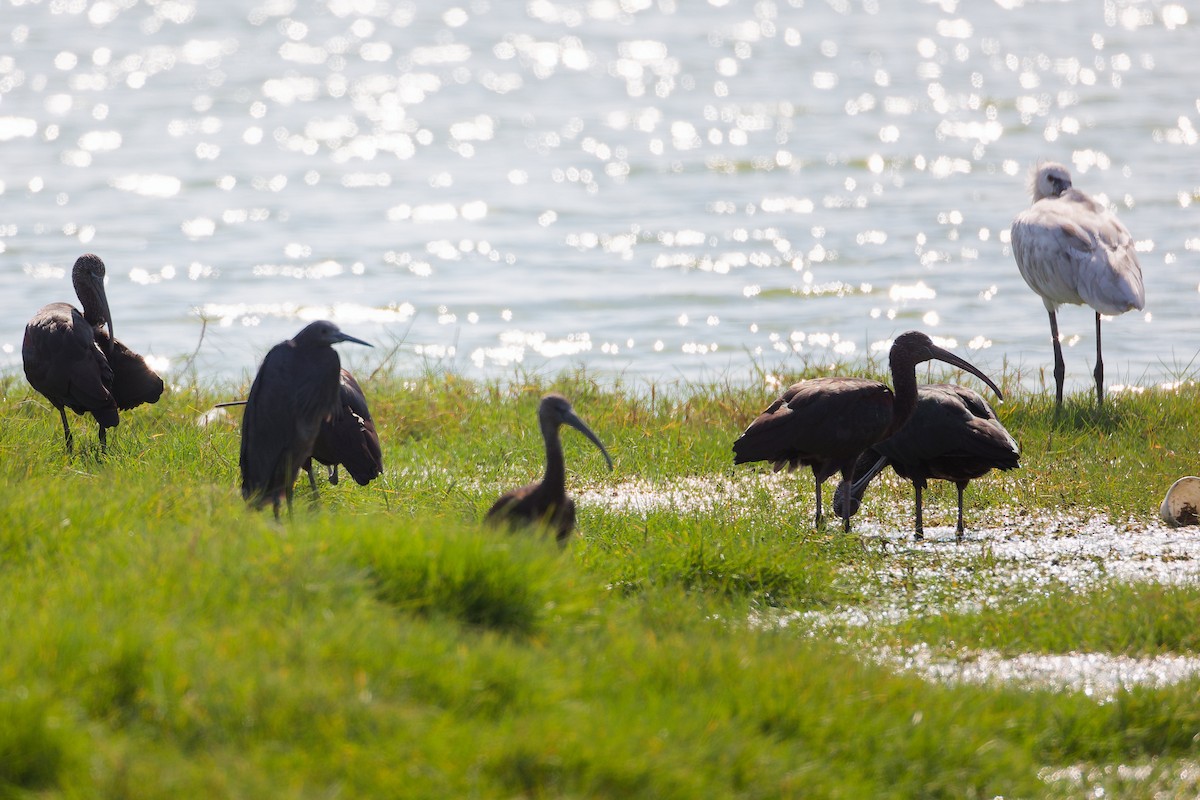 Eurasian Spoonbill - ML645588501