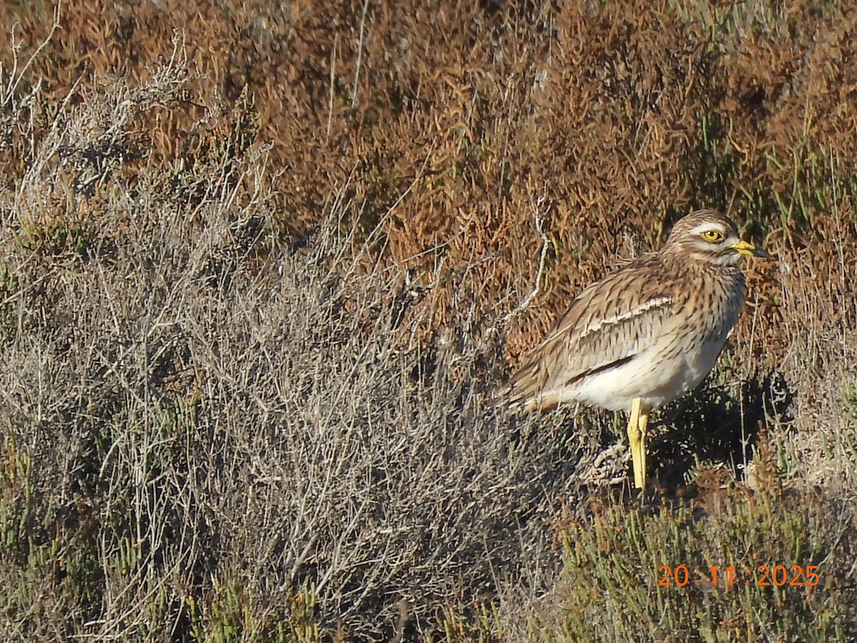 Eurasian Thick-knee - ML645588503