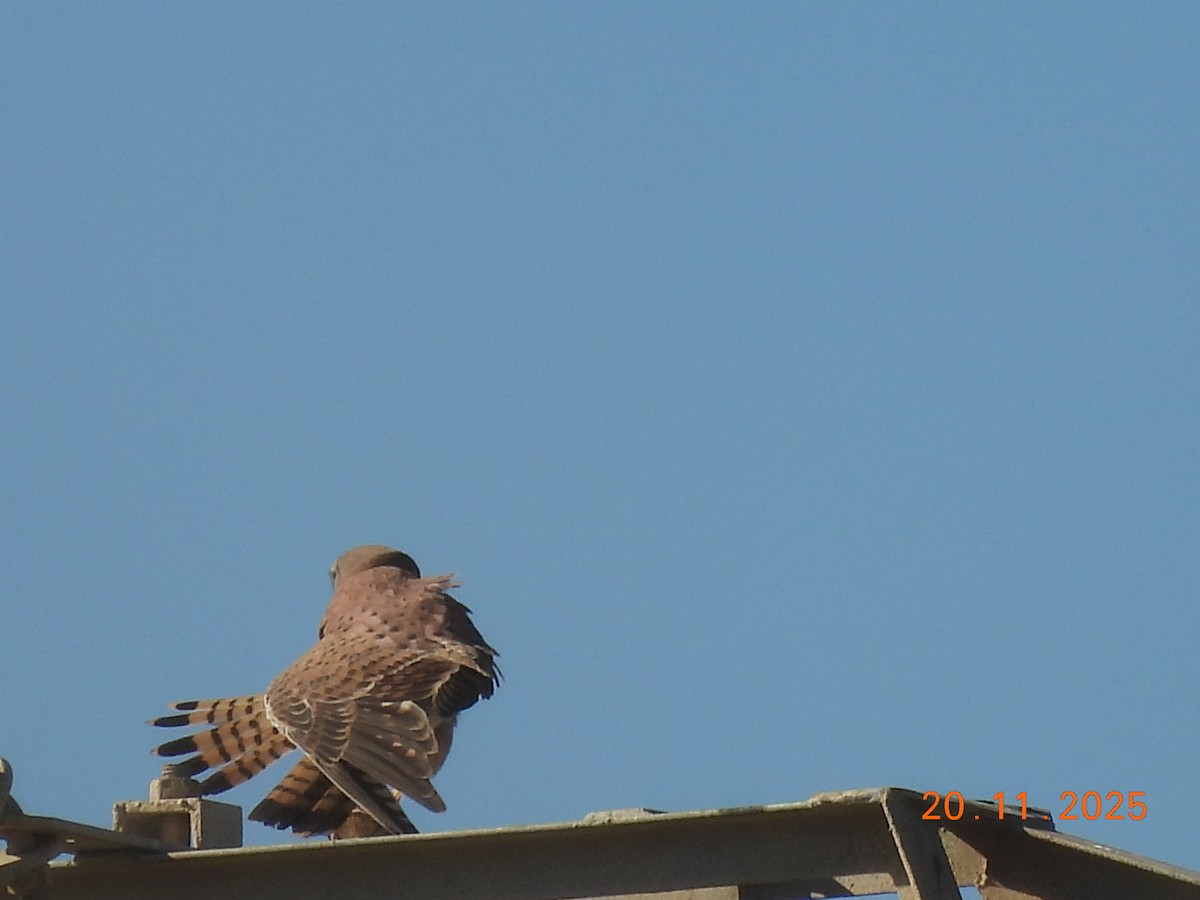 Eurasian Kestrel - ML645588505