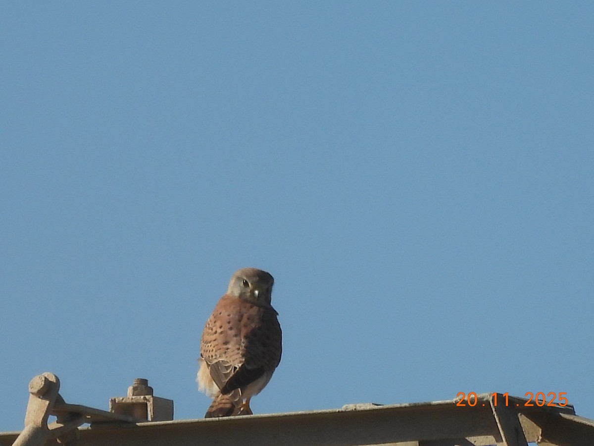 Eurasian Kestrel - ML645588506