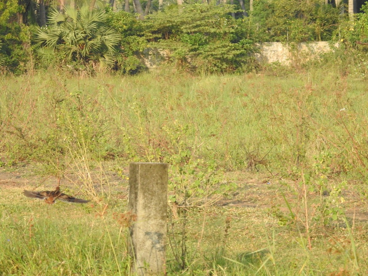 ハリオシギ - ML645588508