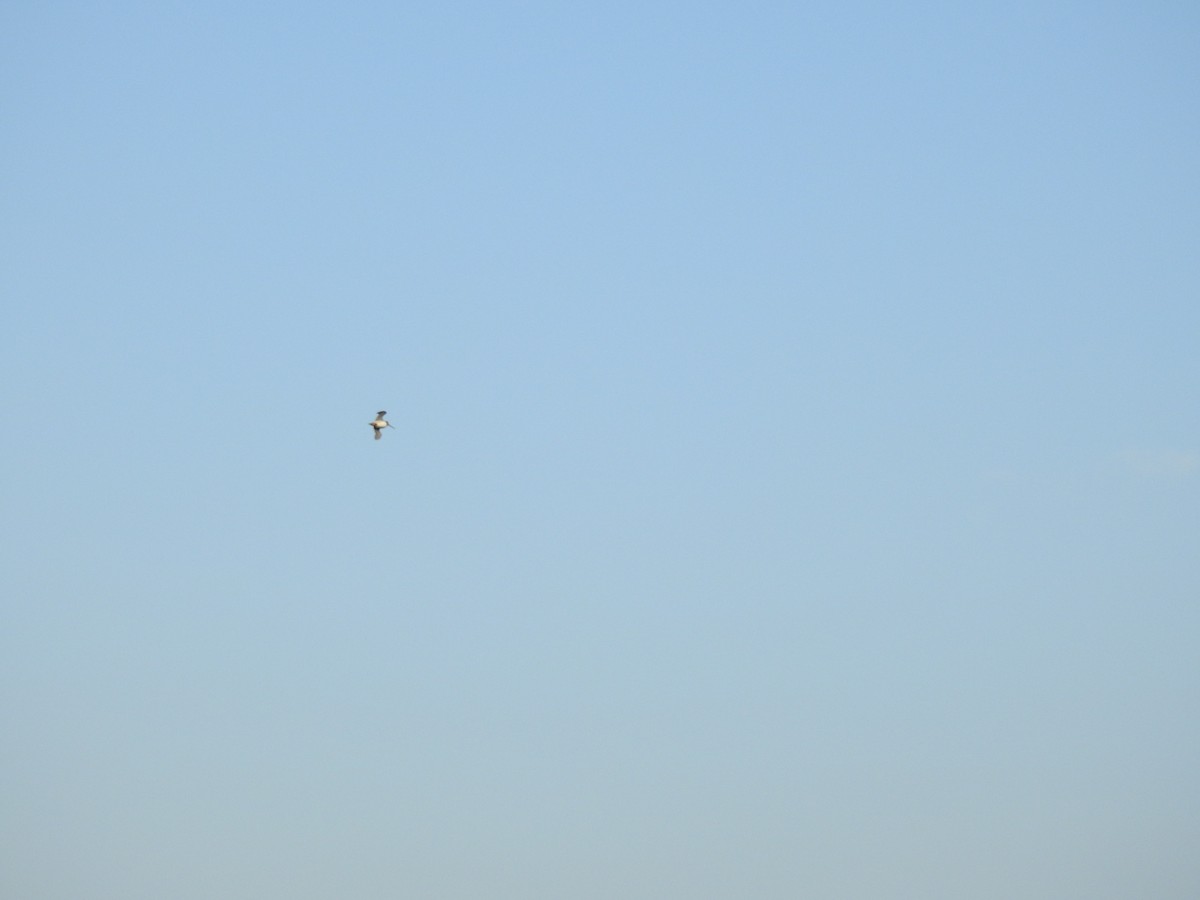 ハリオシギ - ML645588509