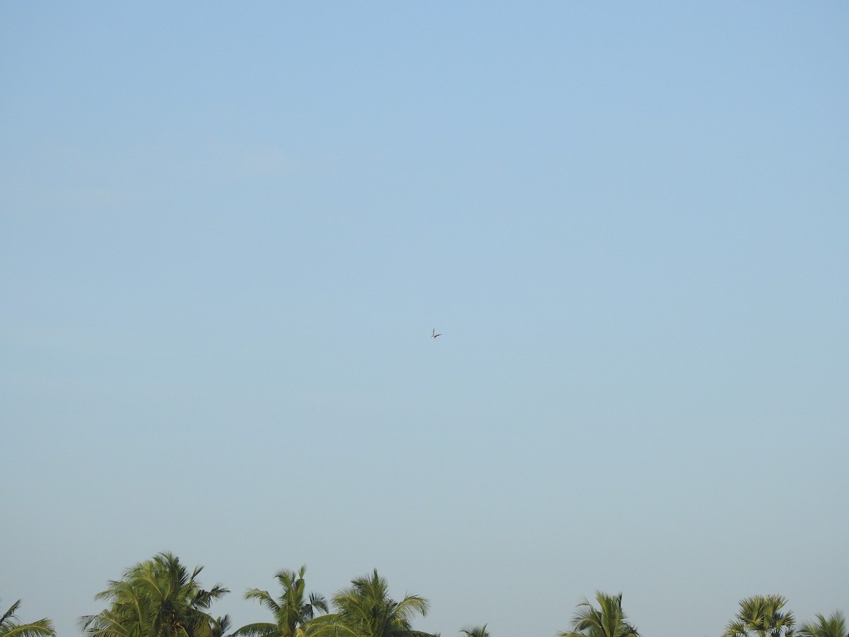 ハリオシギ - ML645588511