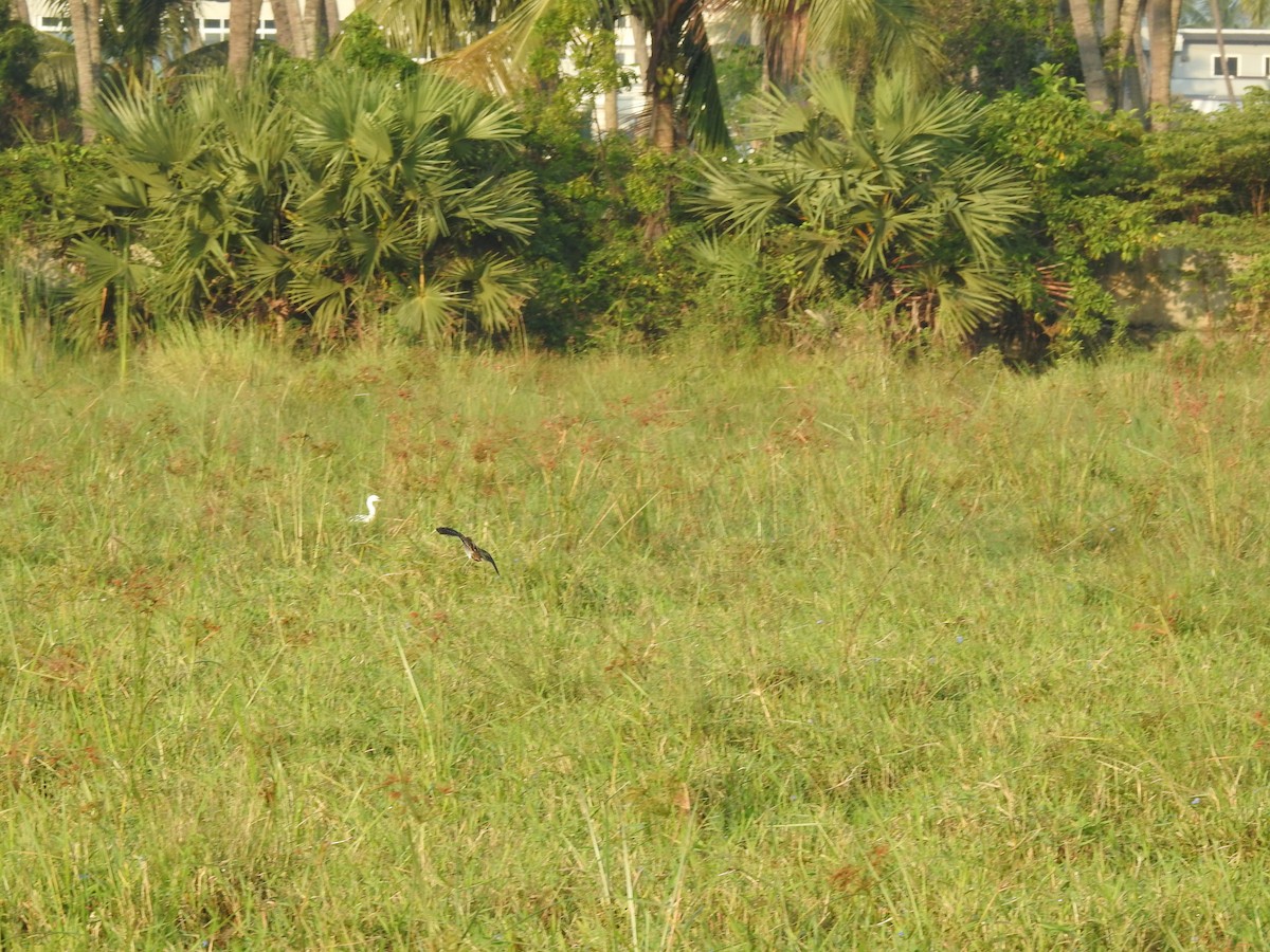 ハリオシギ - ML645588512