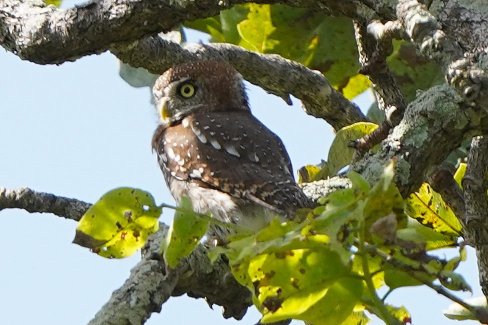 Pearl-spotted Owlet - ML645588517