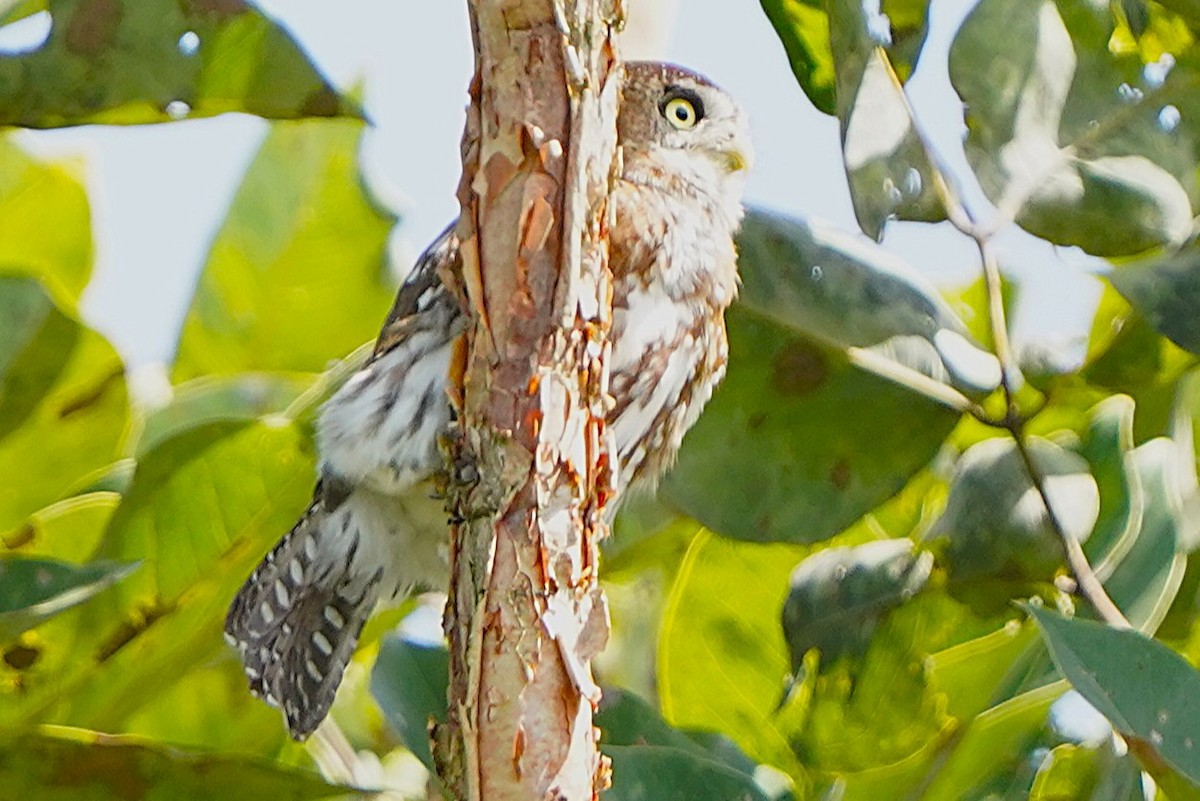 Pearl-spotted Owlet - ML645588520