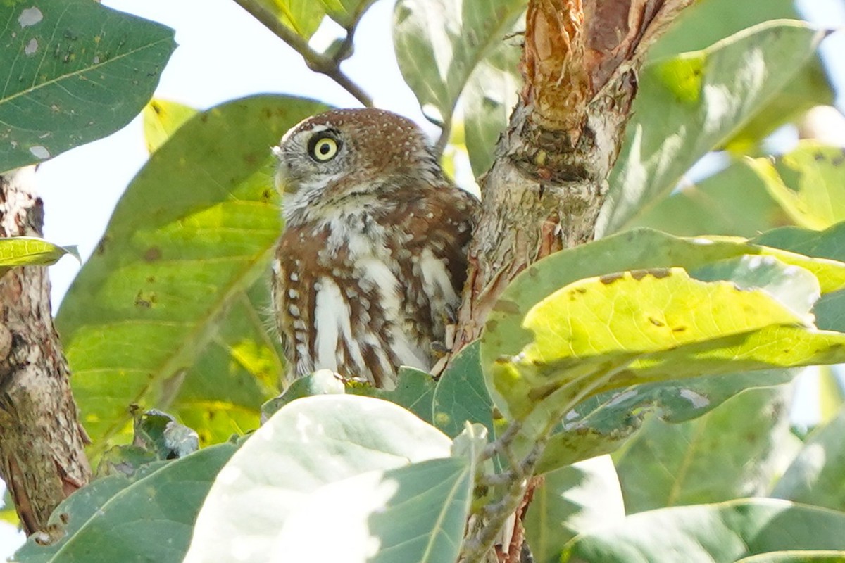 Pearl-spotted Owlet - ML645588521