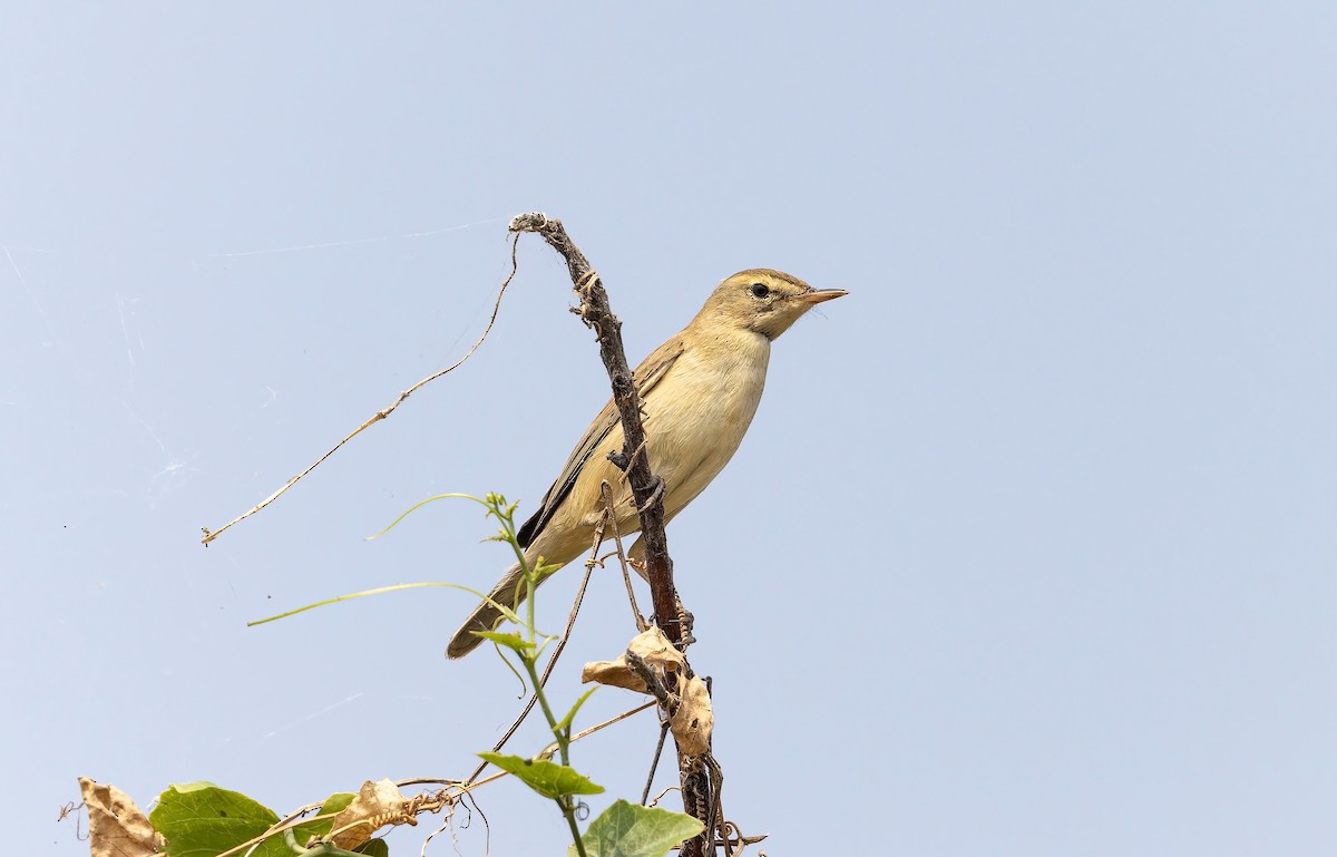 Booted Warbler - ML645588545