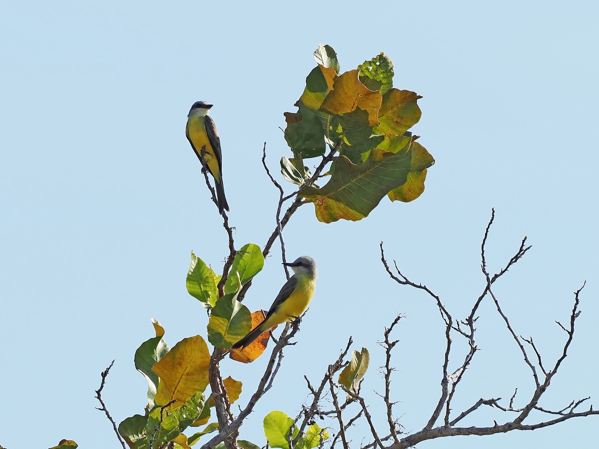 White-throated Kingbird - ML645588547