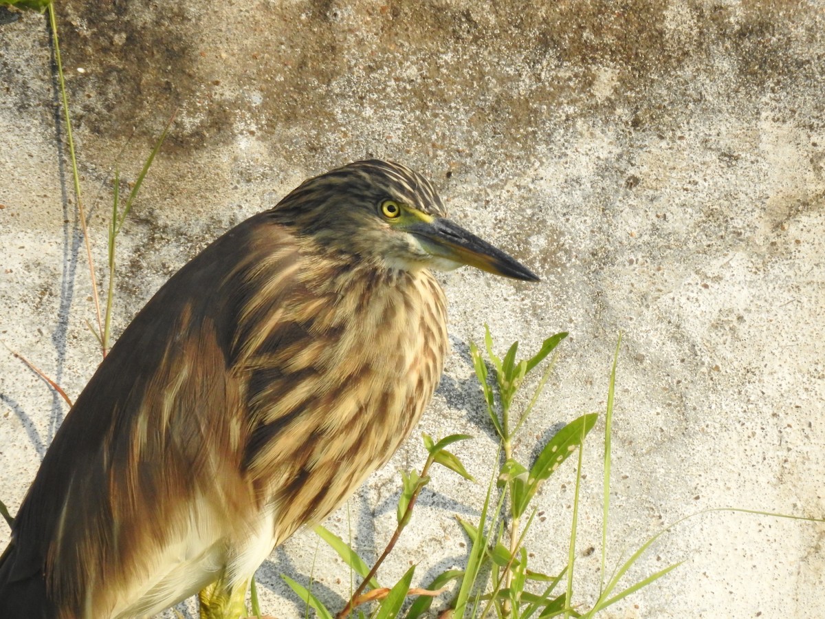 Indian Pond-Heron - ML645588552