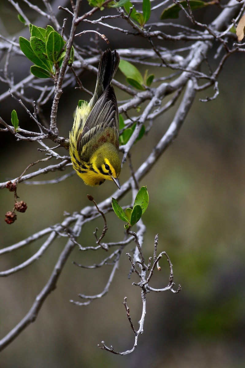 סבכון ערבות - ML645588557
