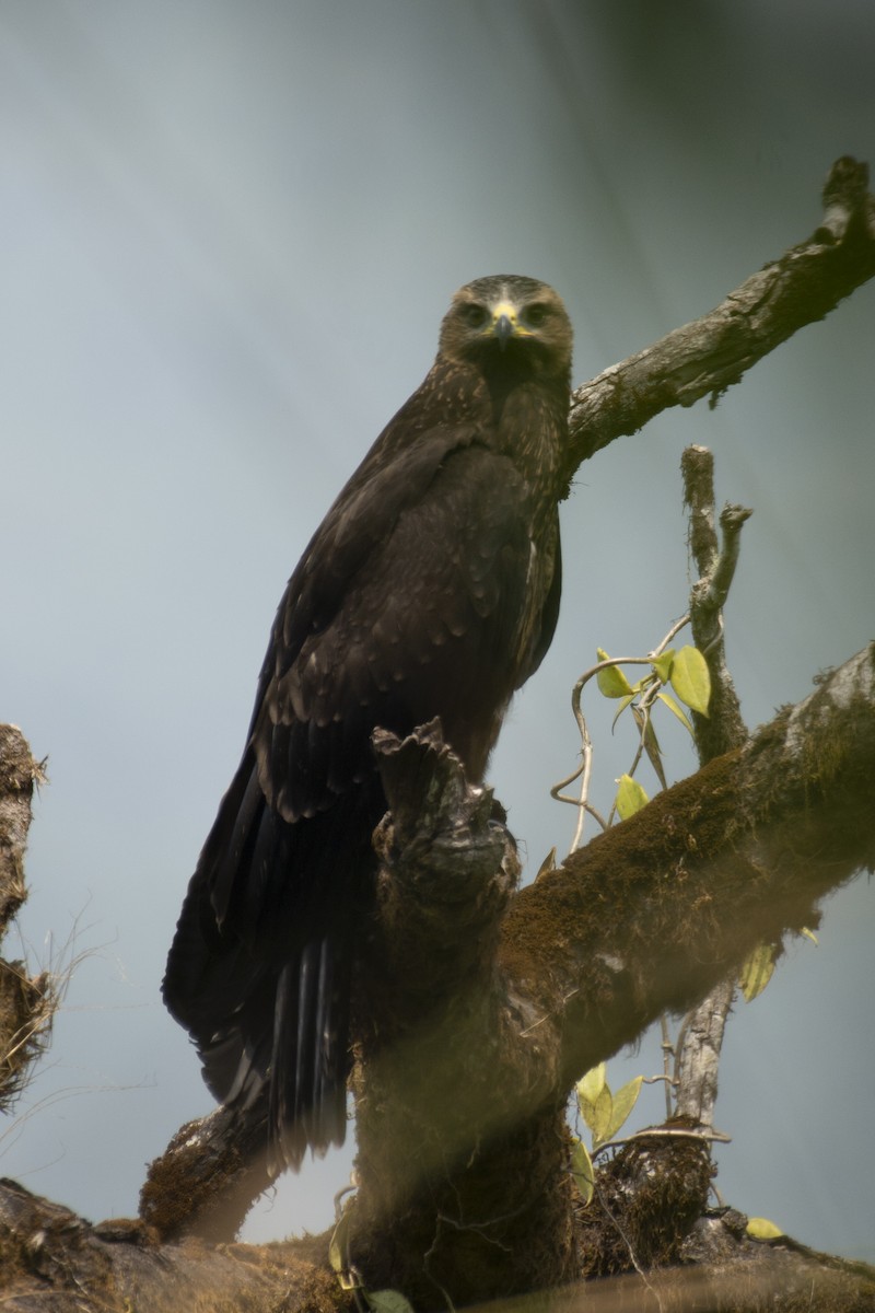 Black Eagle - ML645588568