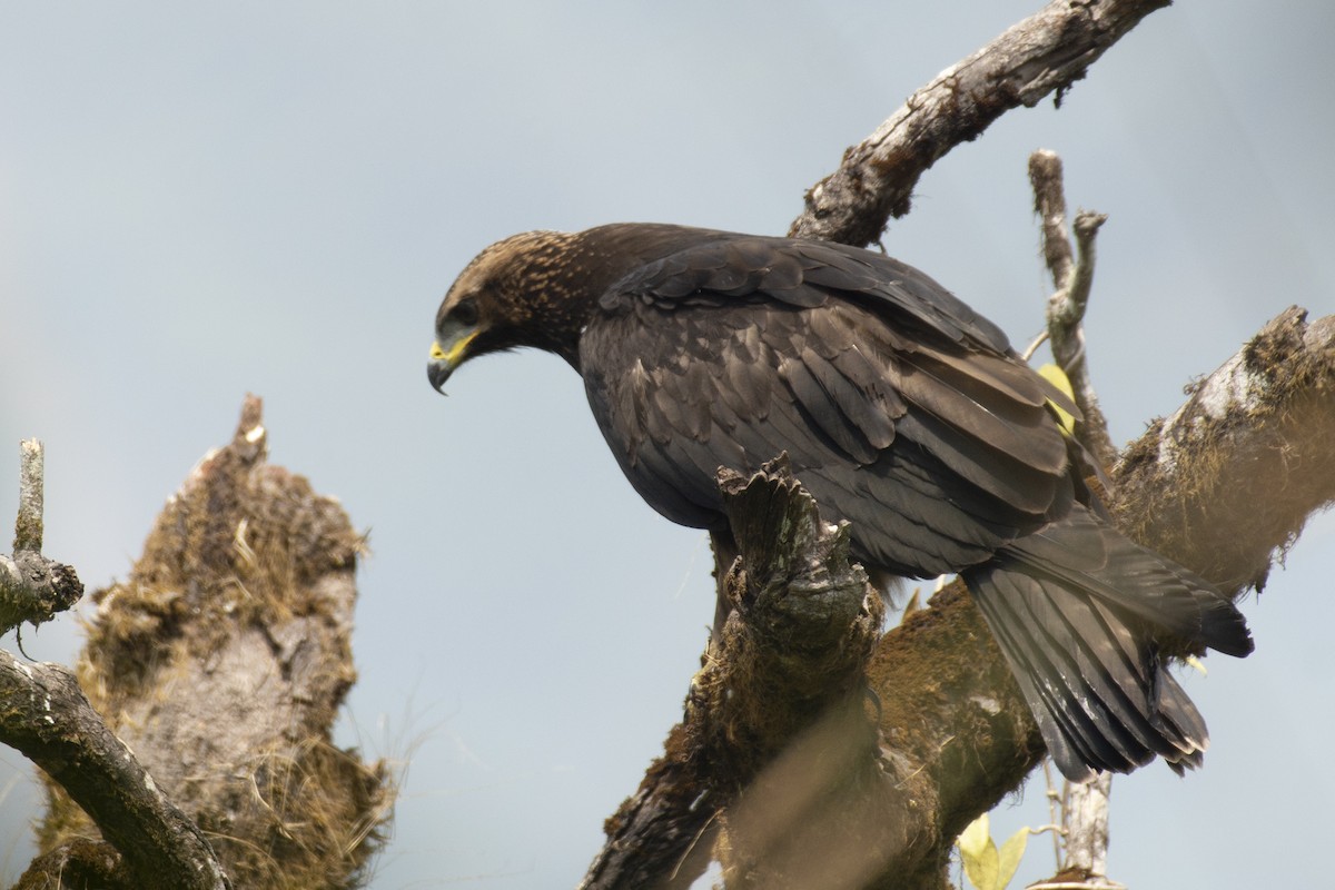 Black Eagle - ML645588571