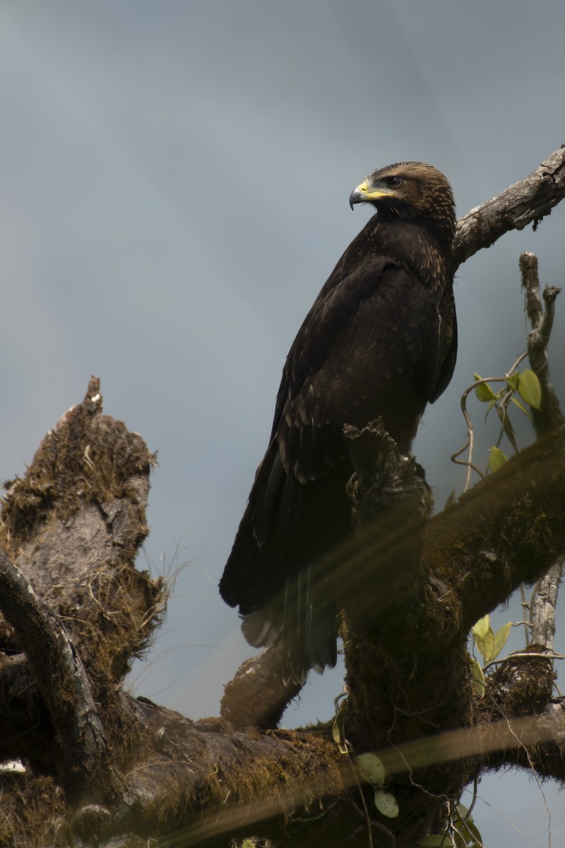 Black Eagle - ML645588573