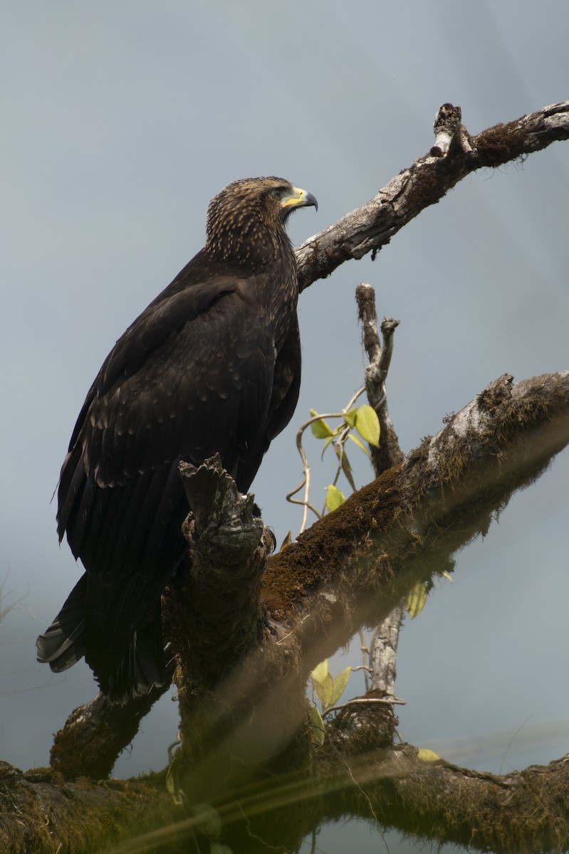 Black Eagle - ML645588574