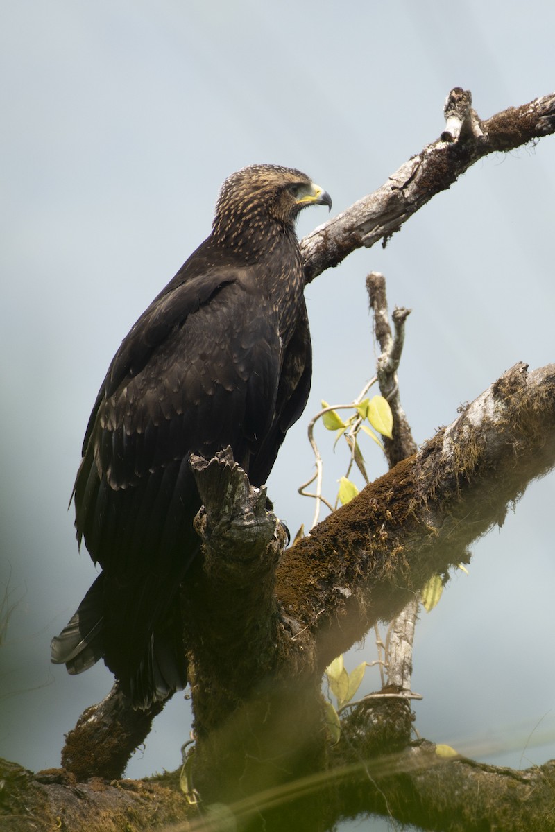 Black Eagle - ML645588575