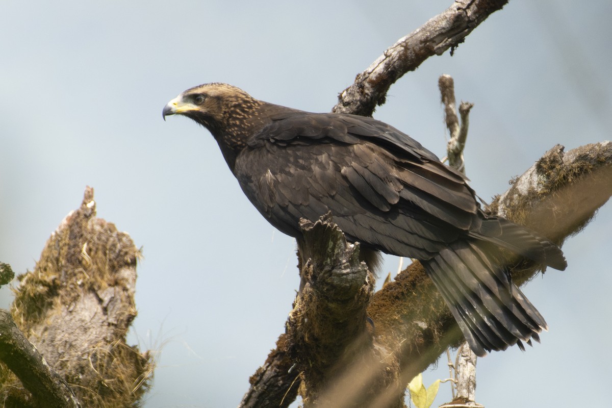 Black Eagle - ML645588576