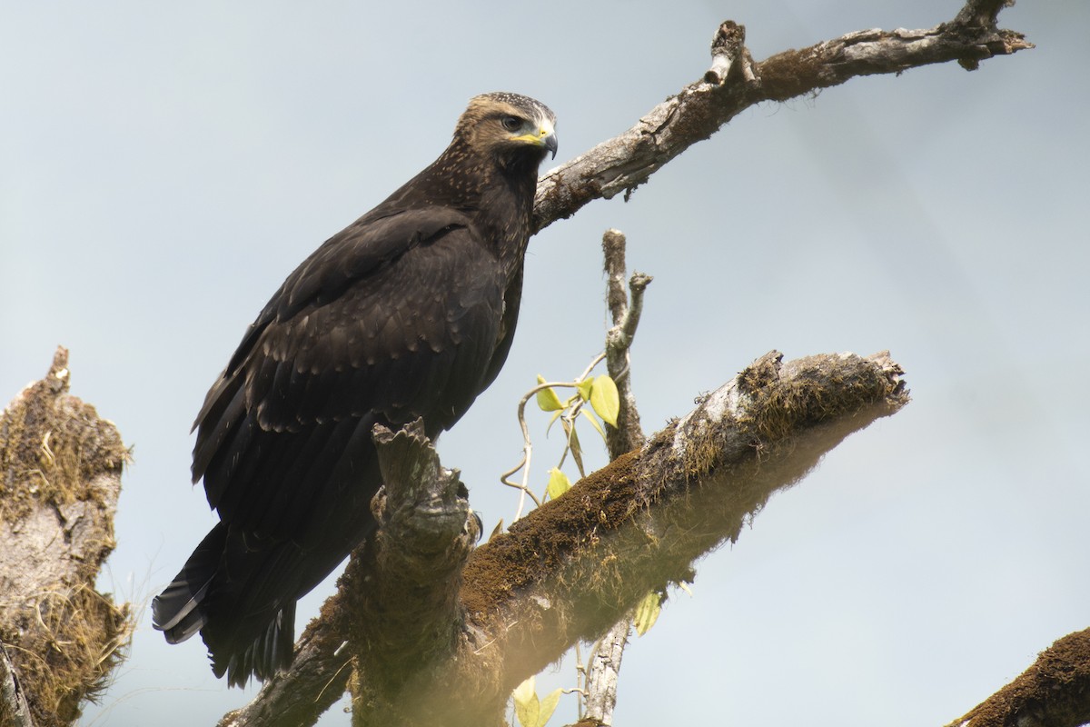 Black Eagle - ML645588579