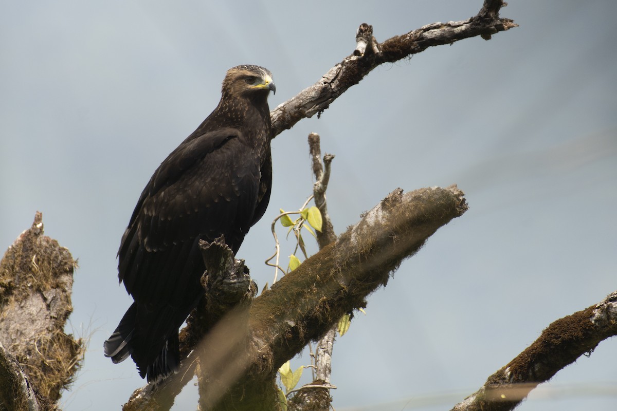 Black Eagle - ML645588581