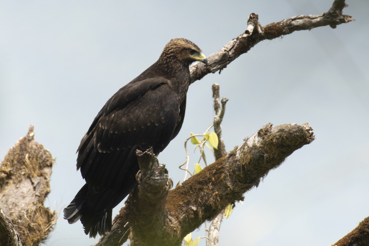 Black Eagle - ML645588582