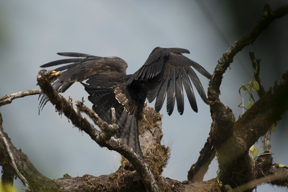 Black Eagle - ML645588583