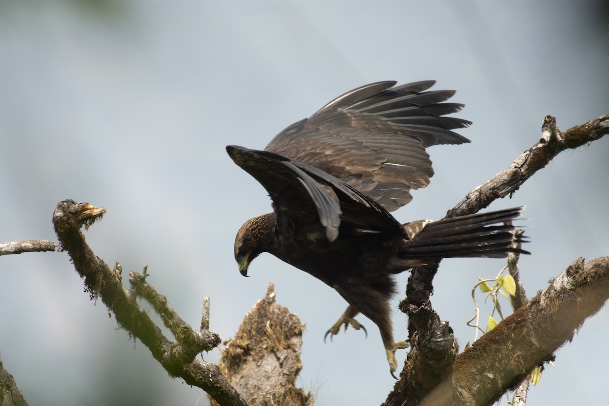 Black Eagle - ML645588584