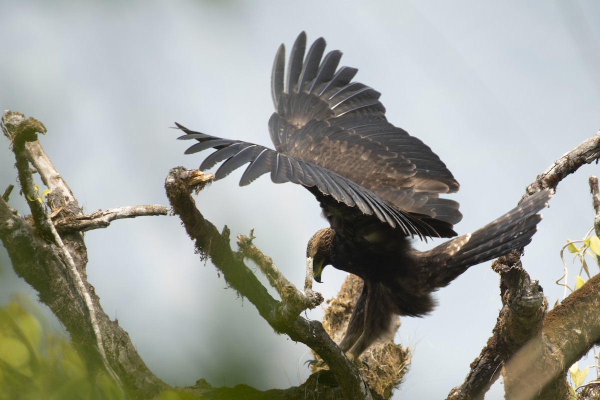 Black Eagle - ML645588585