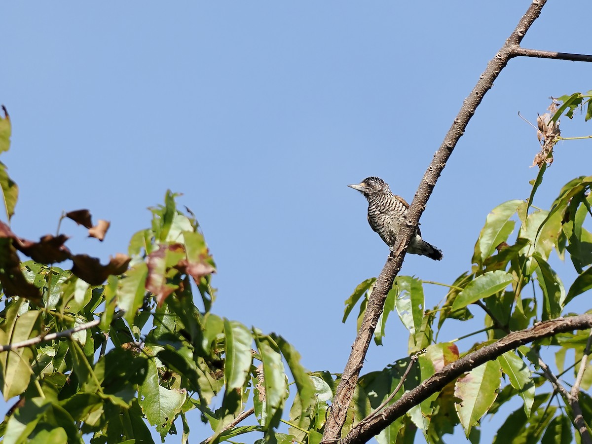 Carpinterito Variable - ML645588586